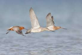 Attēlu rezultāti vaicājumam “Limosa lapponica”