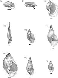 Attēlu rezultāti vaicājumam “Planorbidae”
