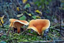 Attēlu rezultāti vaicājumam “Hygrophoropsis aurantiaca”