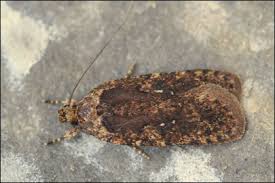 Attēlu rezultāti vaicājumam “Agonopterix heracliana”