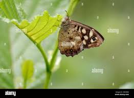 Attēlu rezultāti vaicājumam “Pararge aegeria underside”