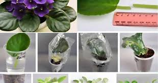 gamravlebis-ის სურათის შედეგი