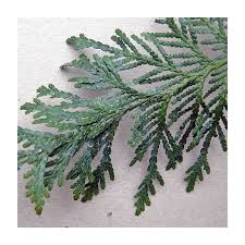 Attēlu rezultāti vaicājumam “Thuja plicata”