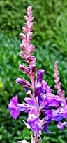 Image result for Linaria purpurea