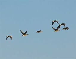 Attēlu rezultāti vaicājumam “Anser serrirostris”