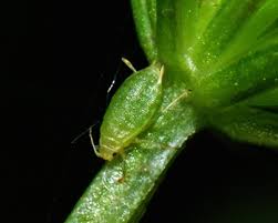 Attēlu rezultāti vaicājumam “Aphis fabae”