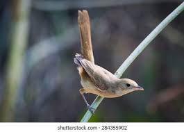 Image result for Acrocephalus aedon