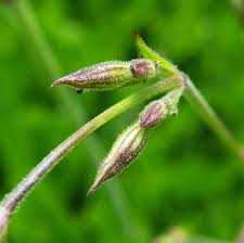 Attēlu rezultāti vaicājumam “Silene tatarica”