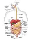General Biology, Pictures of Biological Phenomena