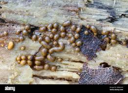 Attēlu rezultāti vaicājumam “Trichia varia spores”