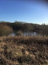 Image result for Newdigate Clays