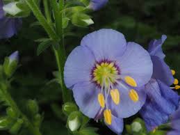 Attēlu rezultāti vaicājumam “Polemoniaceae”