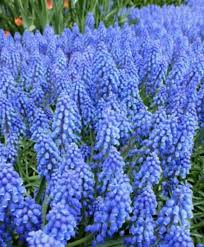 Attēlu rezultāti vaicājumam “Muscari armeniacum”