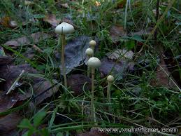 Attēlu rezultāti vaicājumam “Protostropharia alcis”