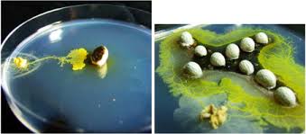 Attēlu rezultāti vaicājumam “Physarum obscurum plasmodium”