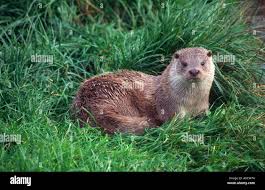 Attēlu rezultāti vaicājumam “Lutra lutra”