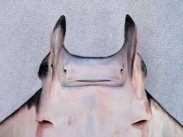 Image result for Mobula munkiana