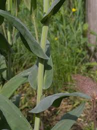 Attēlu rezultāti vaicājumam “Arabis glabra”