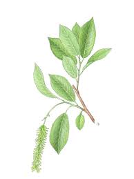 Attēlu rezultāti vaicājumam “Salix pentandra leaf”