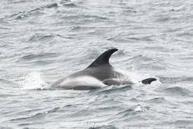 Image result for Lagenorhynchus albirostris