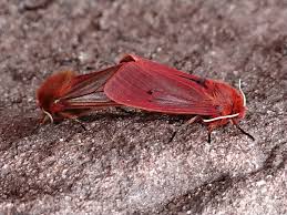 Attēlu rezultāti vaicājumam “Phragmatobia fuliginosa imago”