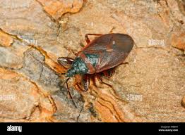 Attēlu rezultāti vaicājumam “Gastrodes grossipes”