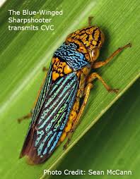 Attēlu rezultāti vaicājumam “Hemitrichia chrysospora macro”