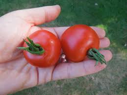 Afbeeldingsresultaat voor bloody butcher tomato