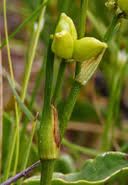 Attēlu rezultāti vaicājumam “Scheuchzeria palustris fruit”