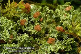 Attēlu rezultāti vaicājumam “Cladonia caespiticia”