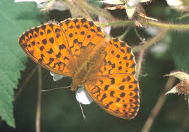 Attēlu rezultāti vaicājumam “Brenthis daphne upperside”