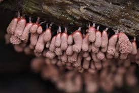 Attēlu rezultāti vaicājumam “Physarum leucophaeum stalked”