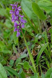 Attēlu rezultāti vaicājumam “Orchis mascula flower”