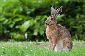 Attēlu rezultāti vaicājumam “Lepus europaeus”