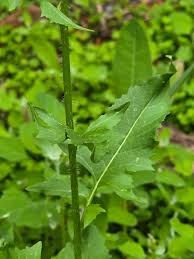 Attēlu rezultāti vaicājumam “Sisymbrium loeselii leaf”
