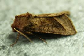 Attēlu rezultāti vaicājumam “Hydraecia micacea”