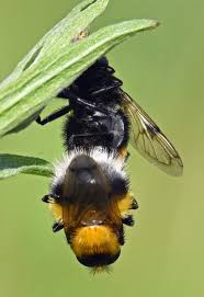 Attēlu rezultāti vaicājumam “Volucella bombylans”