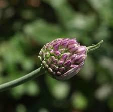 Attēlu rezultāti vaicājumam “Allium scorodoprasum bud”