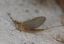 Attēlu rezultāti vaicājumam “Ephemeroptera”