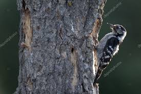 Attēlu rezultāti vaicājumam “Dendrocopos minor”