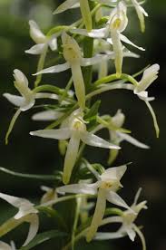 Attēlu rezultāti vaicājumam “Platanthera bifolia”