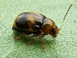 Attēlu rezultāti vaicājumam “Cryptocephalus pusillus”