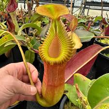 Attēlu rezultāti vaicājumam “Edwardsiana geometrica”