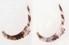 Attēlu rezultāti vaicājumam “Carpatolechia proximella”