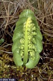 Attēlu rezultāti vaicājumam “Botrychium lunaria”