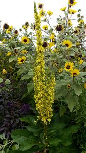 Image result for Verbascum nigrum