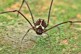 Attēlu rezultāti vaicājumam “Opiliones”