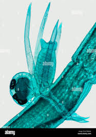 Attēlu rezultāti vaicājumam “Chara intermedia male”