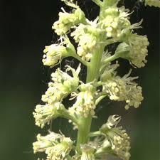 Image result for Reseda luteola