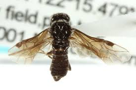 Attēlu rezultāti vaicājumam “Caliroa annulipes”